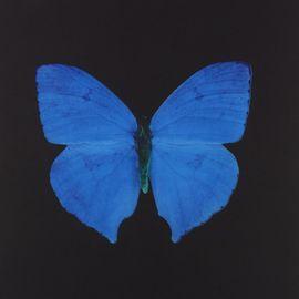 Memento