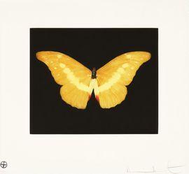 To Lure (Yellow)