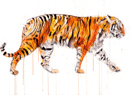 Artwork - Sumatran Tiger