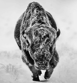 Artwork - American Primeval 