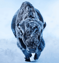 Artwork - American Primeval (Colour)