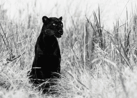 Artwork - Bagheera