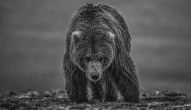 Artwork - Bearish III