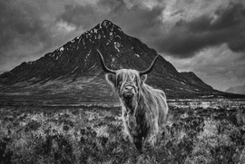 Glencoe 
