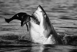 Artwork - Jaws