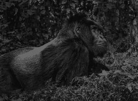 The Silverback