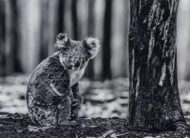 Artwork - Survivor (Koala Bear)
