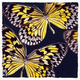Monarchs, Jan 26, 2006