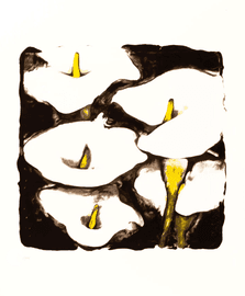 Untitled (Cala lilies)