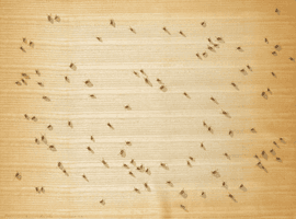Cockroaches