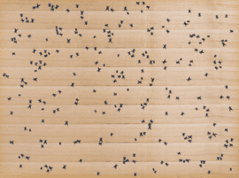 Insects (Flies)