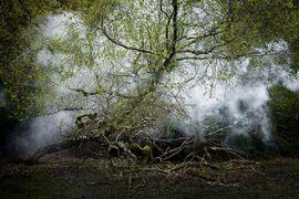 Artwork - Between The Trees 13 (Large)
