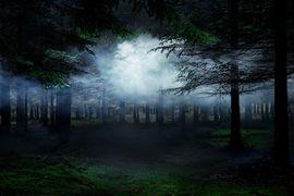 Between The Trees 4 (Small)