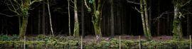 Silent, Dark and Deep 11 (Small)