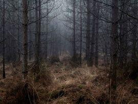 Stillness 2 (Large)