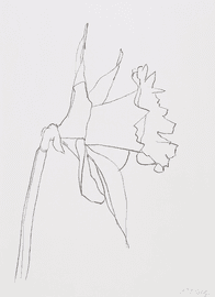 Artwork - Daffodil