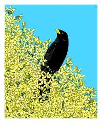 Artwork - Blackbird and Forsythia