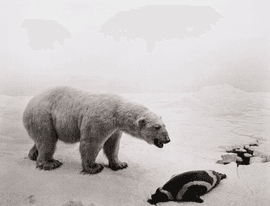 Artwork - Polar Bear