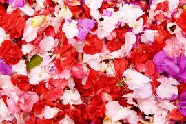 Petals