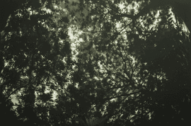 Artwork - Aqua Oscura' Autumn