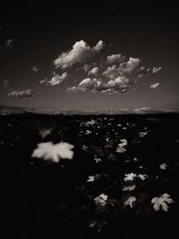 Gaia Diptych 103 (Large)