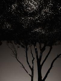 Gaia Diptych 106 (Large)