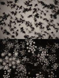 Gaia Diptych 45 (Large)