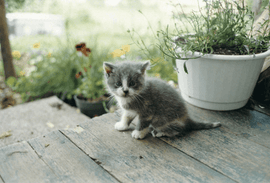 Kitten, Canada