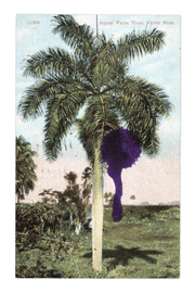 Artwork - Royal Palm
