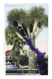 Artwork - Specimen of Yucca