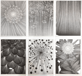 https://cdn.fairart.io/thumbnail_Kai_Sunny_The_Flower_Show_Series_2_Box_Set_1_23f774c97c.png - 0