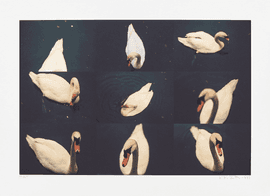 Artwork - White Swan