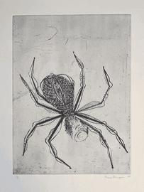 Spider