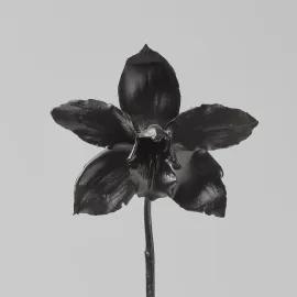 https://cdn.fairart.io/thumbnail_Marc_Quinn_Midnight_World_3_8e669d9cf7.webp - 2