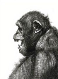 Artwork - Forgotten Monkey 14