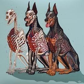 Artwork - Doberman Anatomy