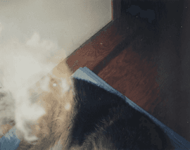 Artwork - Dog