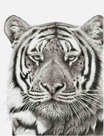 Artwork - Bengal Prince