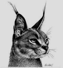 Artwork - Caracal