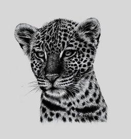 Artwork - Leopard Study