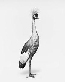 Artwork - African Crane No. 1 (BW) (Large)