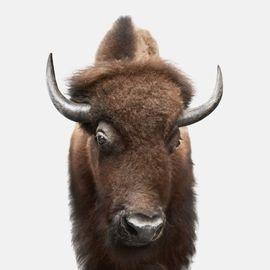 American Buffalo (Large)