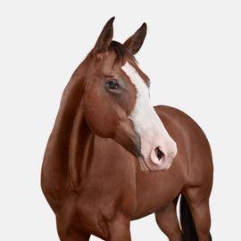 American Quarter Horse No. 1 (Small)