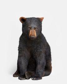 Bear Cub (Small)