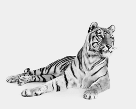 Artwork - Bengal Tiger No. 3 (BW) (Small)