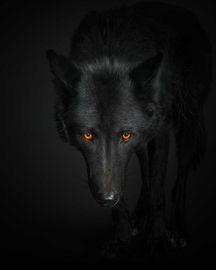 Black Wolf No. 1 (Small)