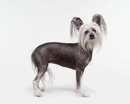 Chinese Crested Dog (Large)