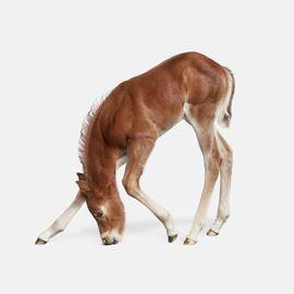 Foal No. 2 (Small)
