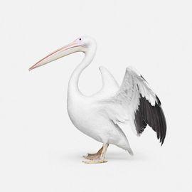 Great White Pelican No. 2 (Large)