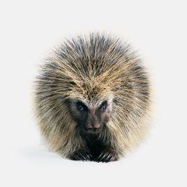 North American Porcupine (Small)